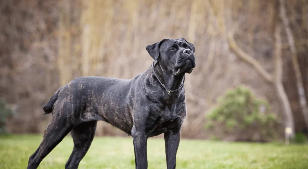 Why Cane Corso Is the Ultimate Guardian and Family Companion